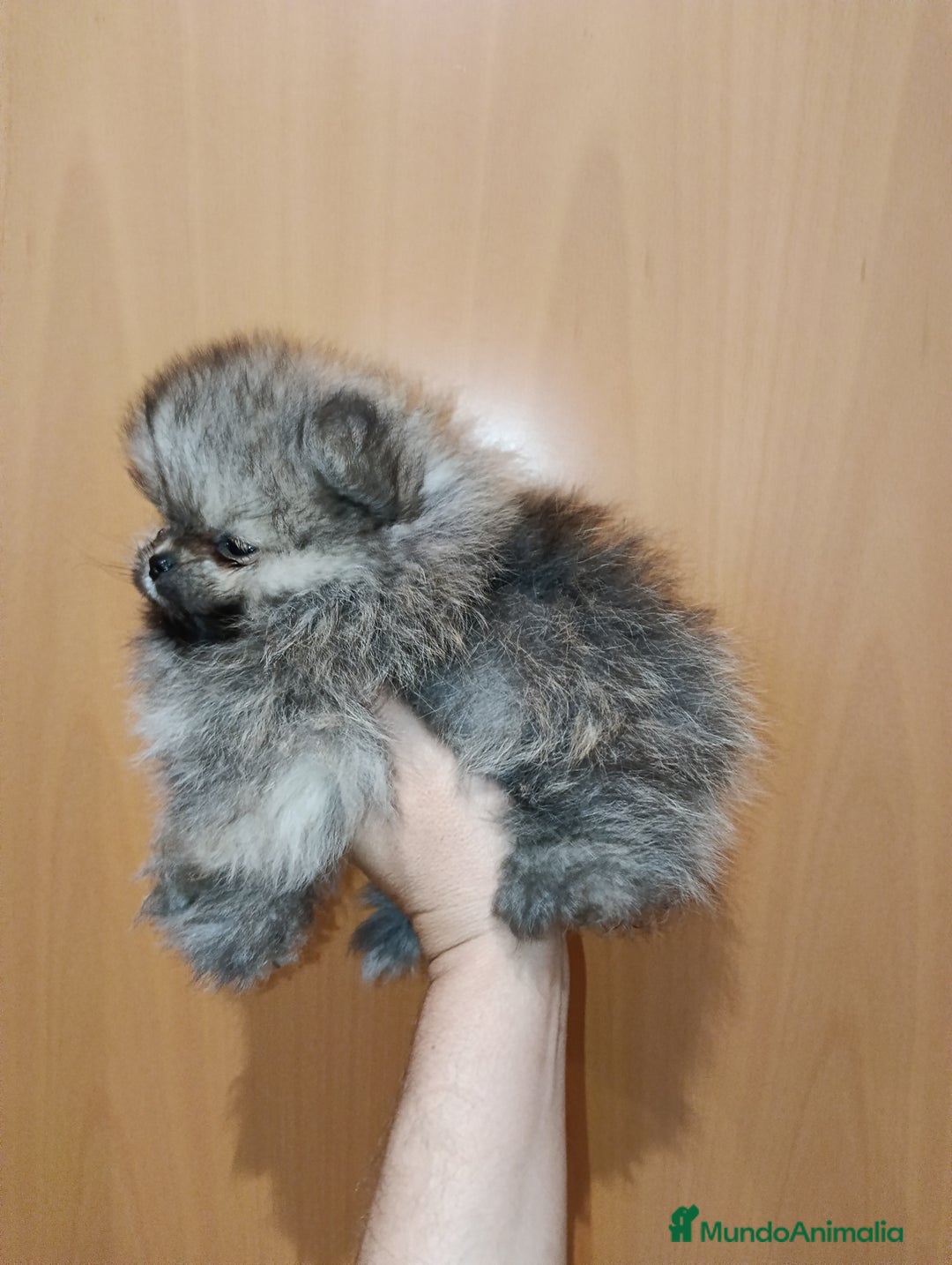 Pomerania perros en venta: Pomerania de Lulú - Anuncio 3