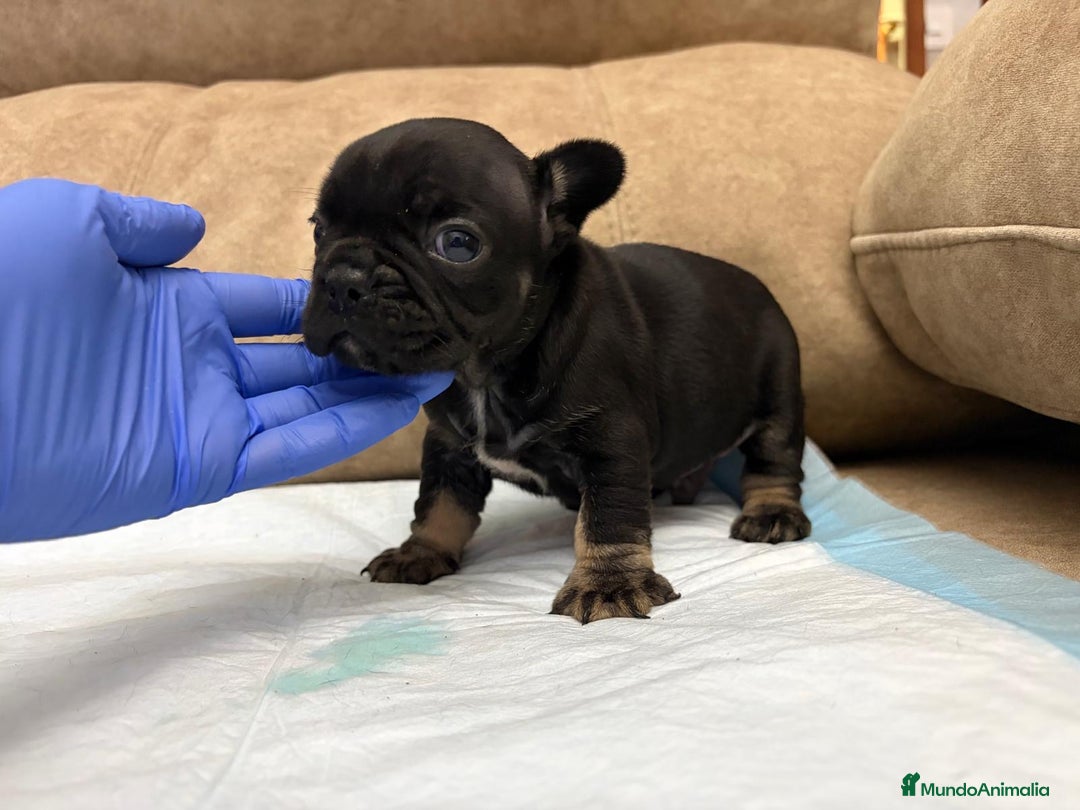 Bulldog Francés perros en venta: Bulldog francés  - Anuncio 2