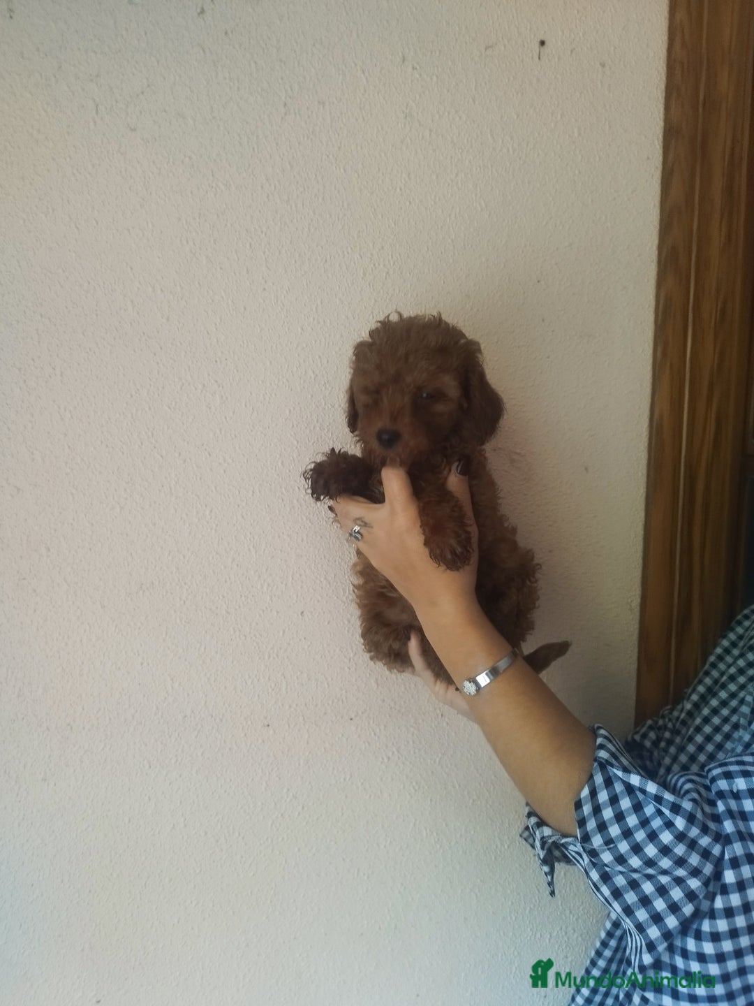 Caniche Toy perros en venta: CANICHE HEMBRA ROJO - Anuncio 4