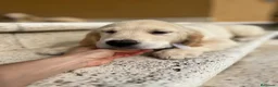 Golden Retriever perros en venta: Golden retriever  - Anuncio 3