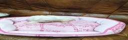 Bichón Maltés perros en venta: BICHON MALTES  - Anuncio 4