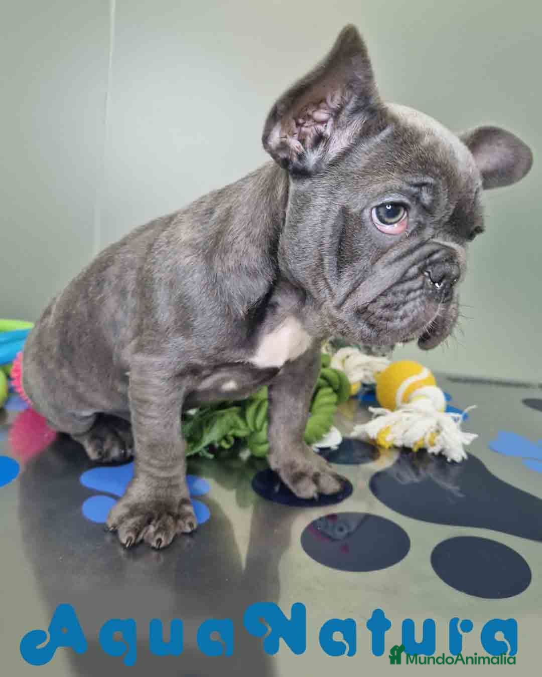 Bulldog Francés perros en venta: Bulldog Frances Macho CJMM 2663 AQUANATURA - Anuncio 7