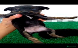 Pomchi perros en venta: Pomki  - Imagen 3