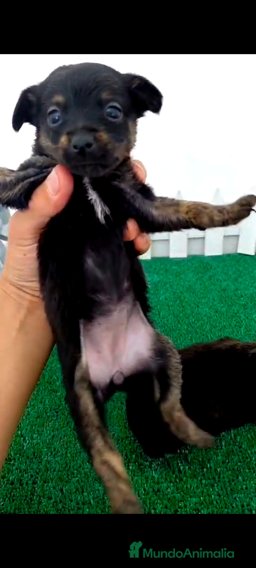 Pomchi perros en venta: Pomki  - Imagen 3