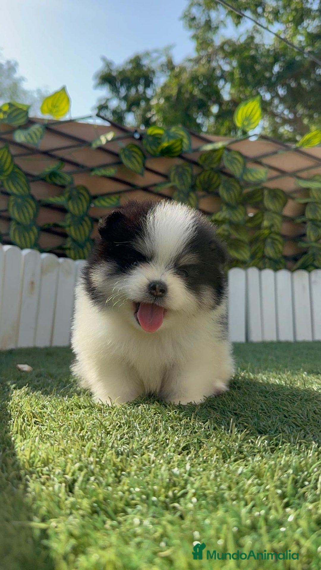 Pomerania perros en venta: POMERANIA HEMBRA - Imagen 7