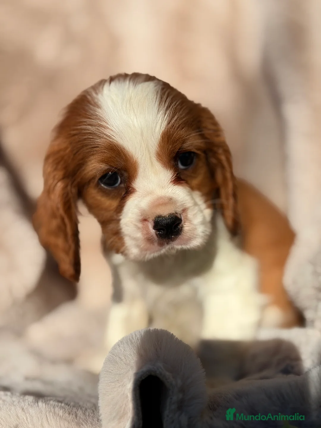 Cavalier King Charles Spaniel perros en venta: Cavalier Blenheim macho  - Anuncio 3