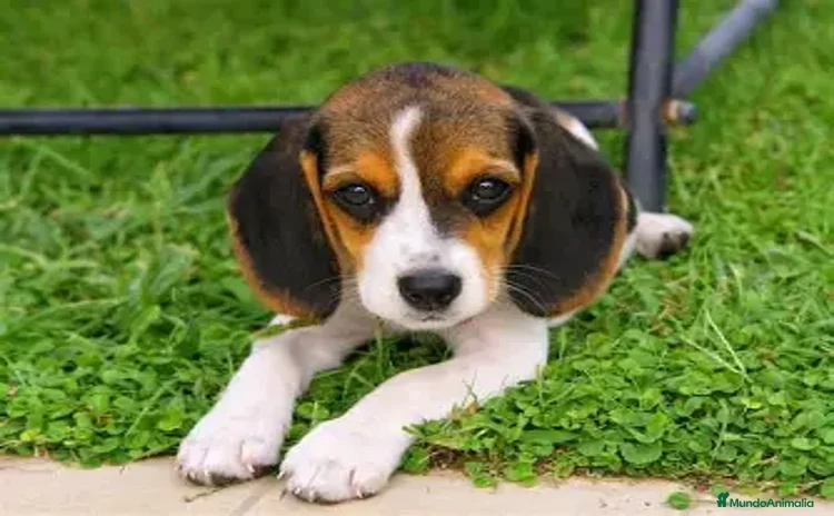 Beagle perros - Propaganda 2