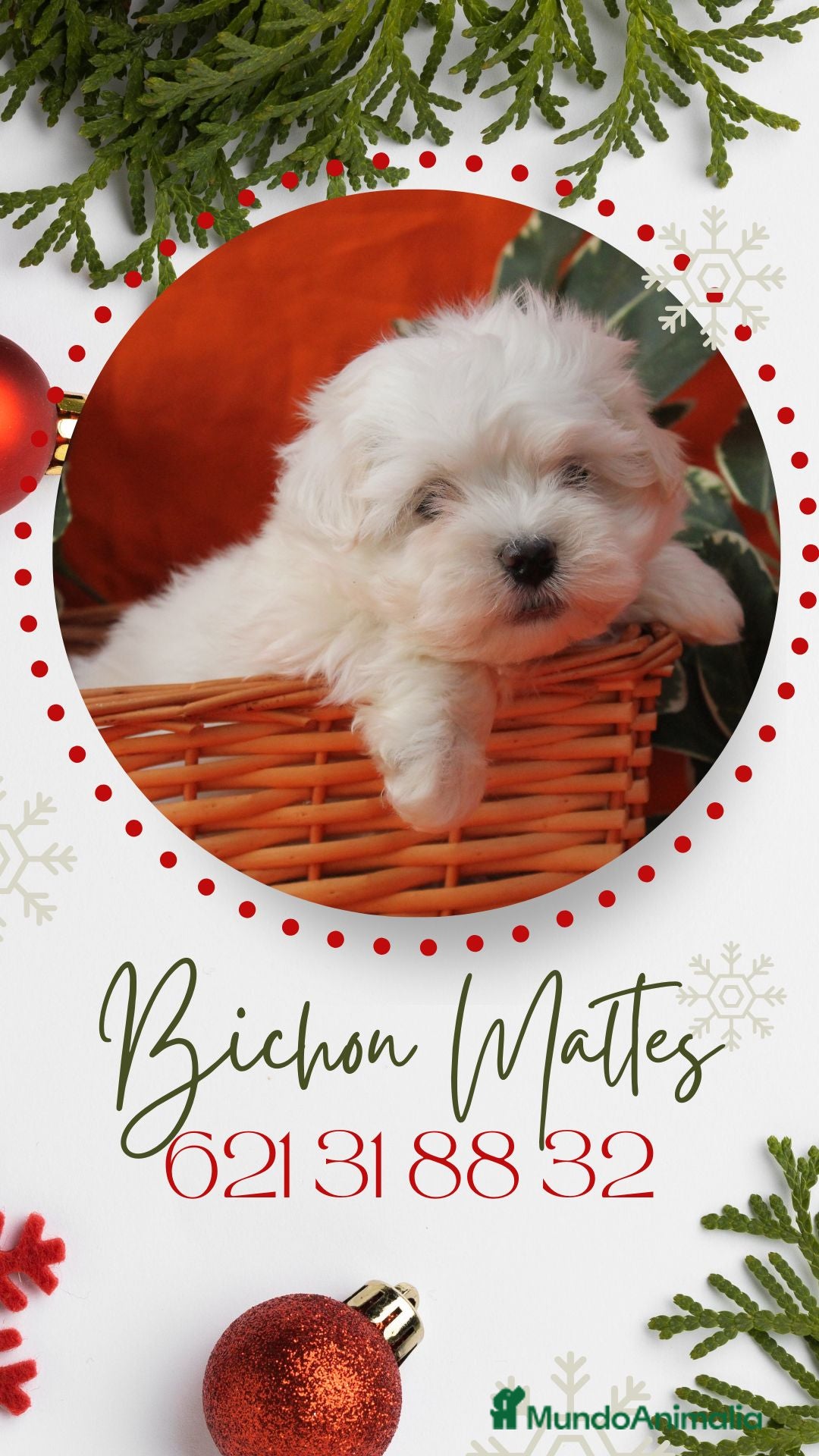 Bichón Maltés perros PRECIOSOS BICHON MALTES  LINEA TOY  - Anuncio 1