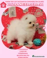 Pomerania Cachorro 4