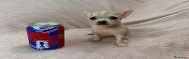 Chihuahua 1