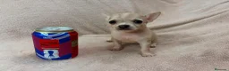 Chihuahua perros en venta: Chihuahua - Anuncio 5