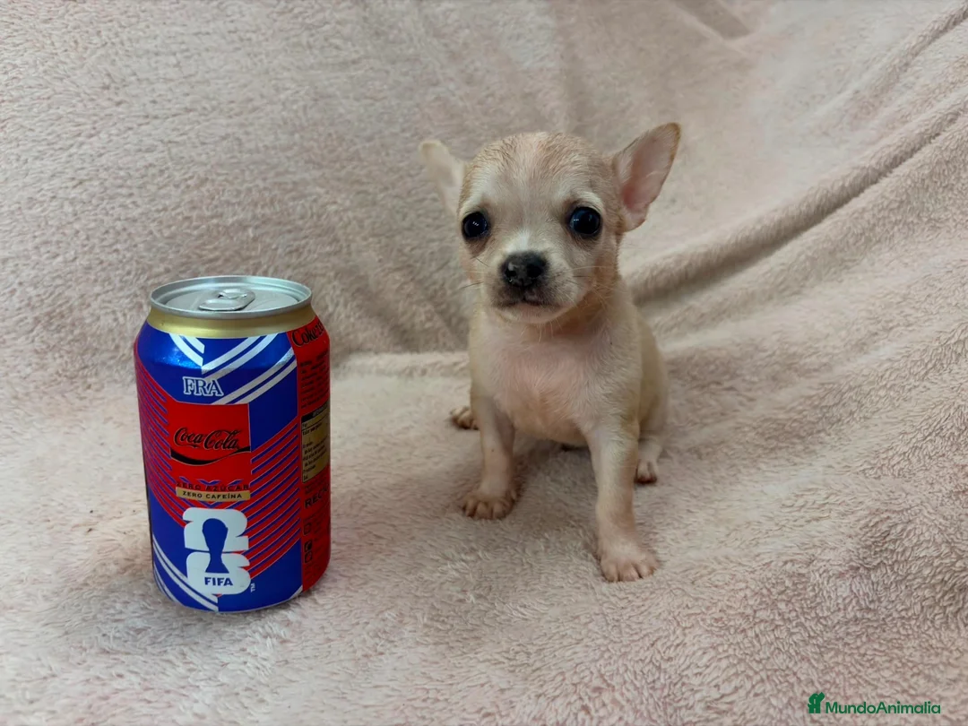 Chihuahua perros en venta: Chihuahua - Anuncio 5
