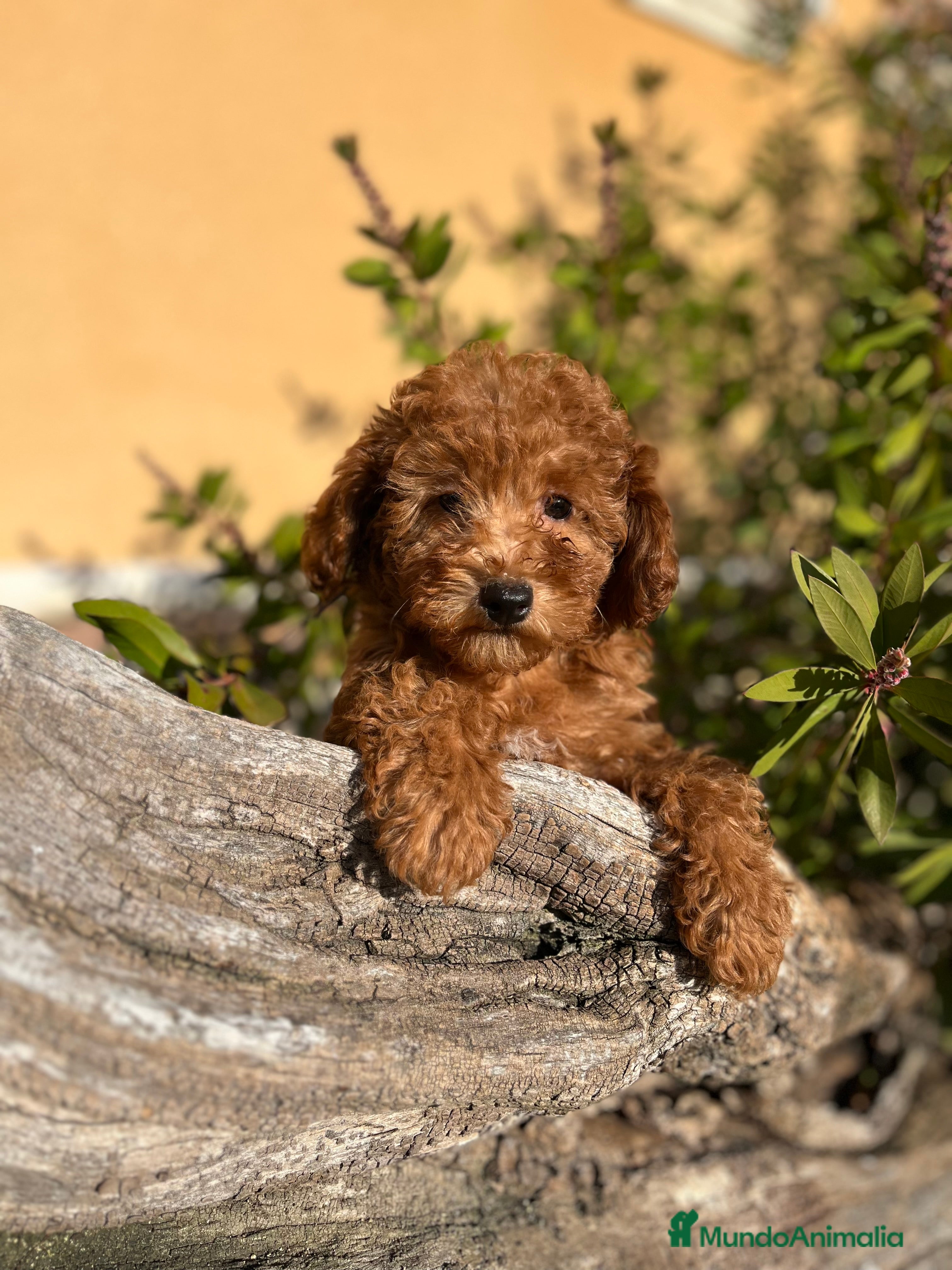 Caniche Enano perros Última caniche  - Anuncio 2