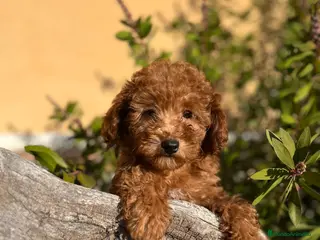 Caniche Enano perros Última caniche - Anuncio 2