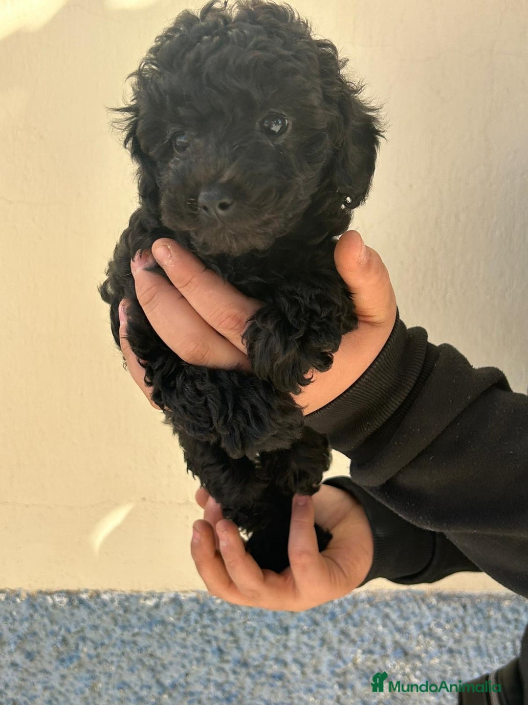 Caniche Toy perros en venta: Caniche toy  - Imagen 4