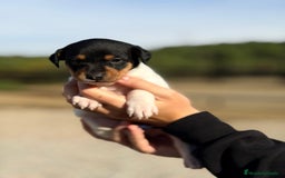 Ratonero Bodeguero Andaluz perros en venta: Bodeguero andaluz hembra - Imagen 3