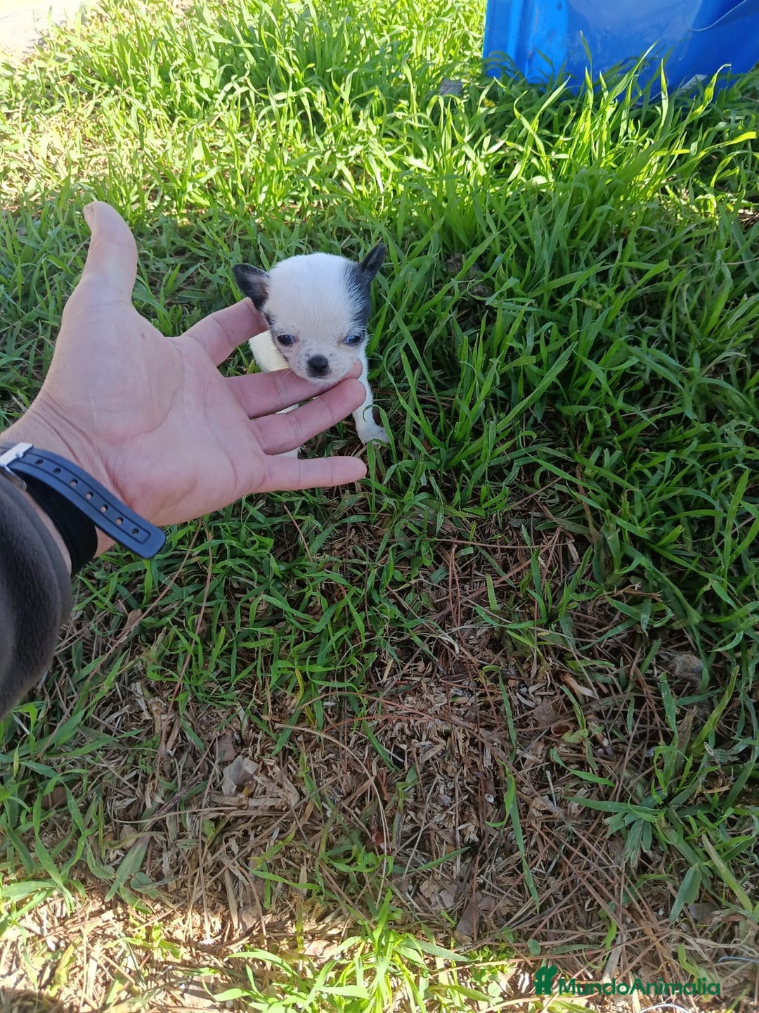 Chihuahua perros en venta: IMPRESIONANTE  CHIHUAHUA   LINEA  TOY   - Anuncio 25