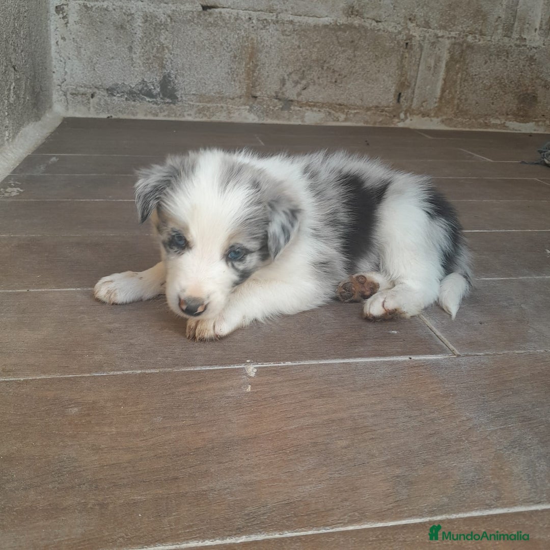 Border Collie perros en venta: BORDER COLLIE - Imagen 5