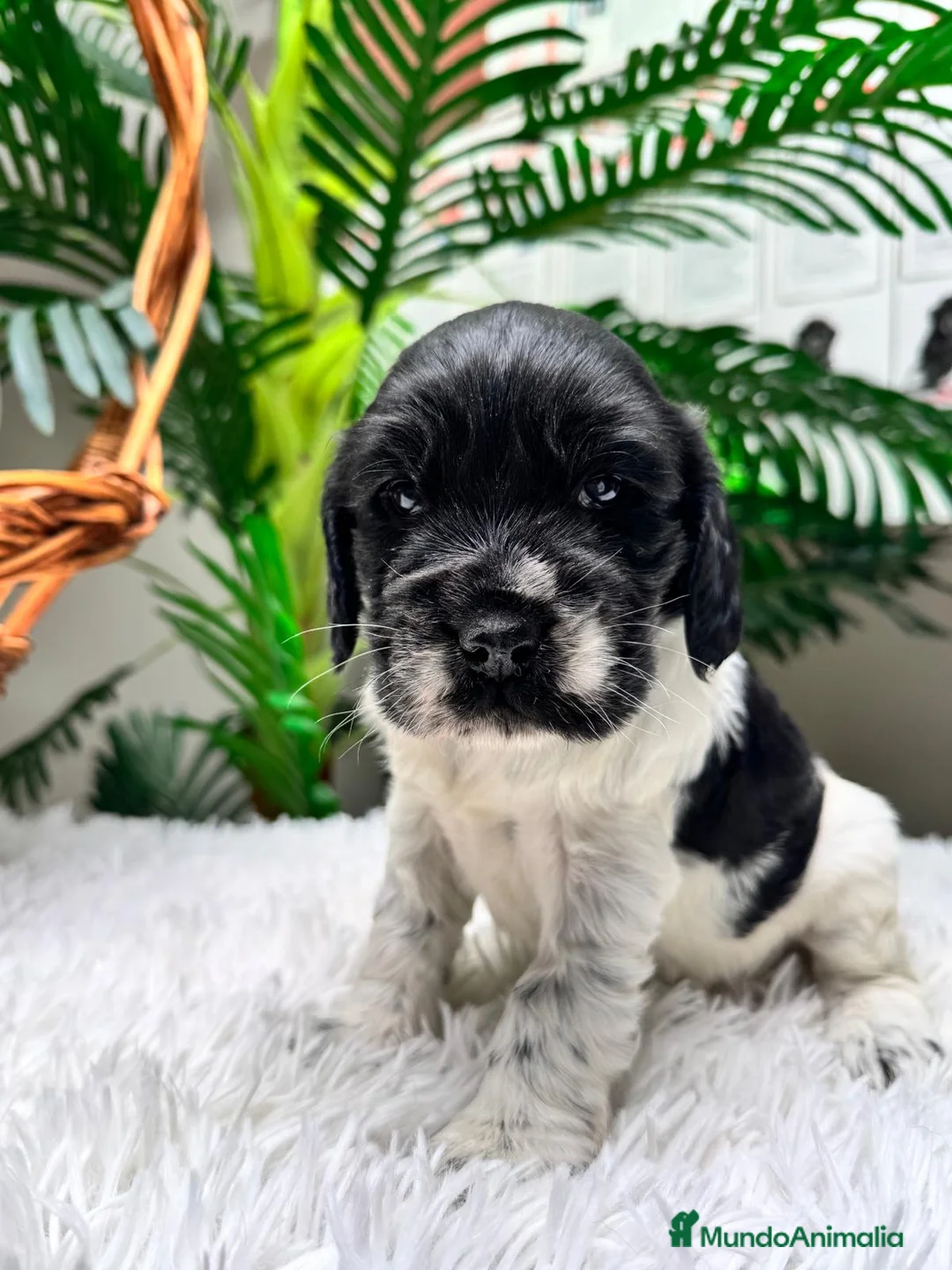 Cocker Spaniel Inglés perros en venta: COCKER SPANIEL INGLES - Anuncio 1