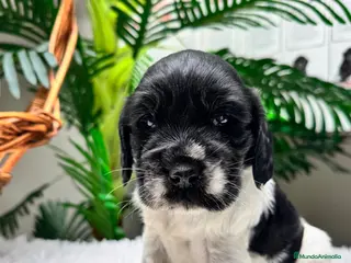 Cocker Spaniel Inglés perros COCKER SPANIEL INGLES - Anuncio 1