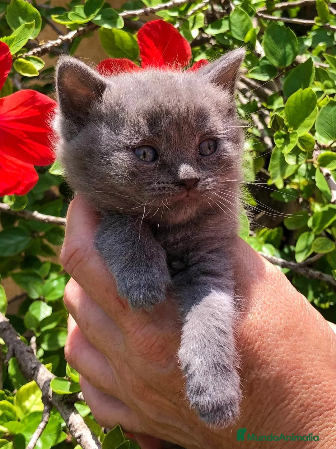 Británico de Pelo Corto gatos en venta: GATITOS BRITISH  - Anuncio 1