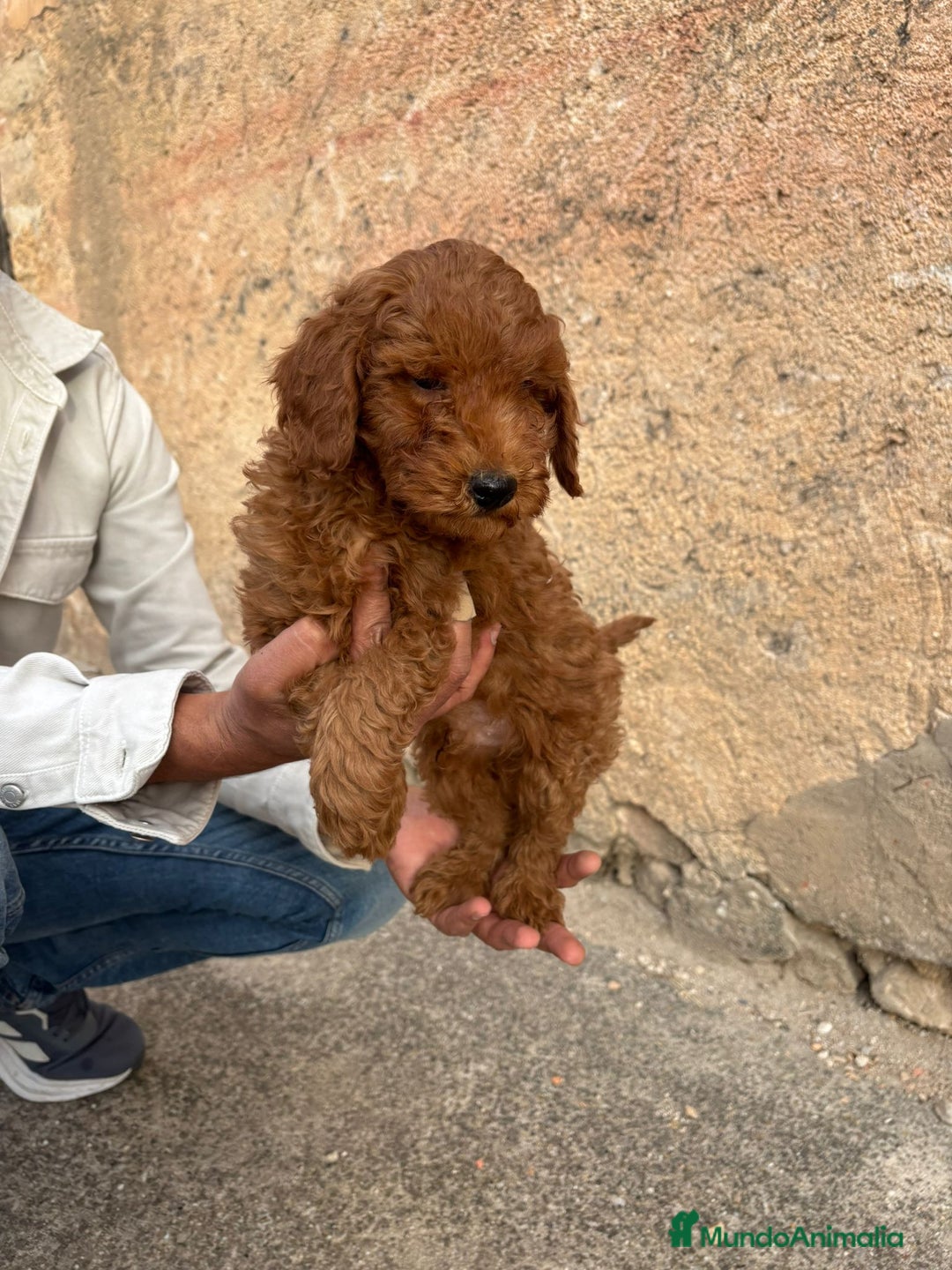 Caniche Toy perros en venta: Solo gente interesada - Imagen 3