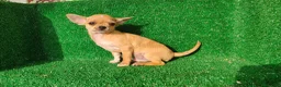 Chihuahua perros en venta: Chihuahua  - Anuncio 2