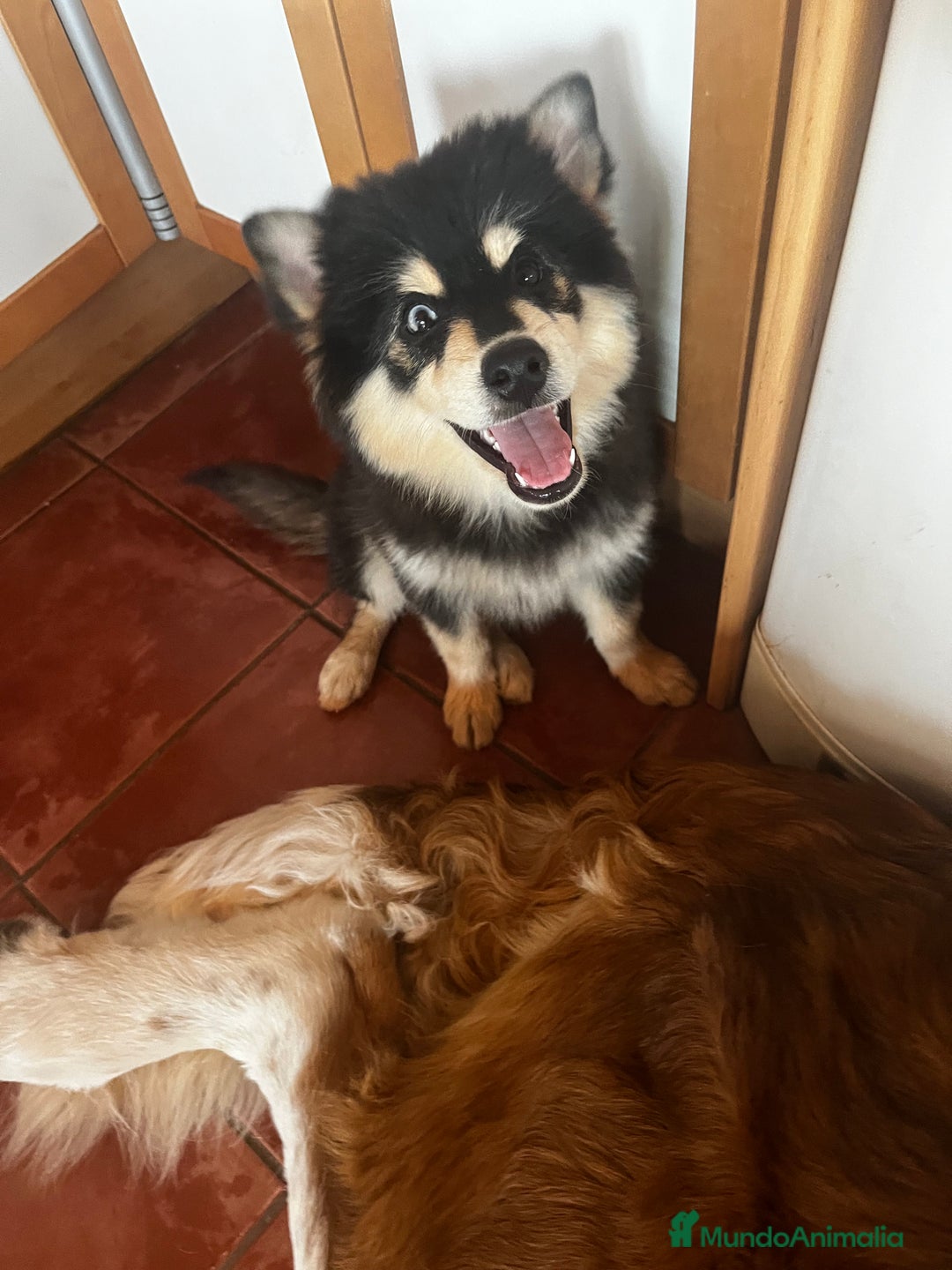 Pomsky perros en venta: Pomsky - Imagen 5