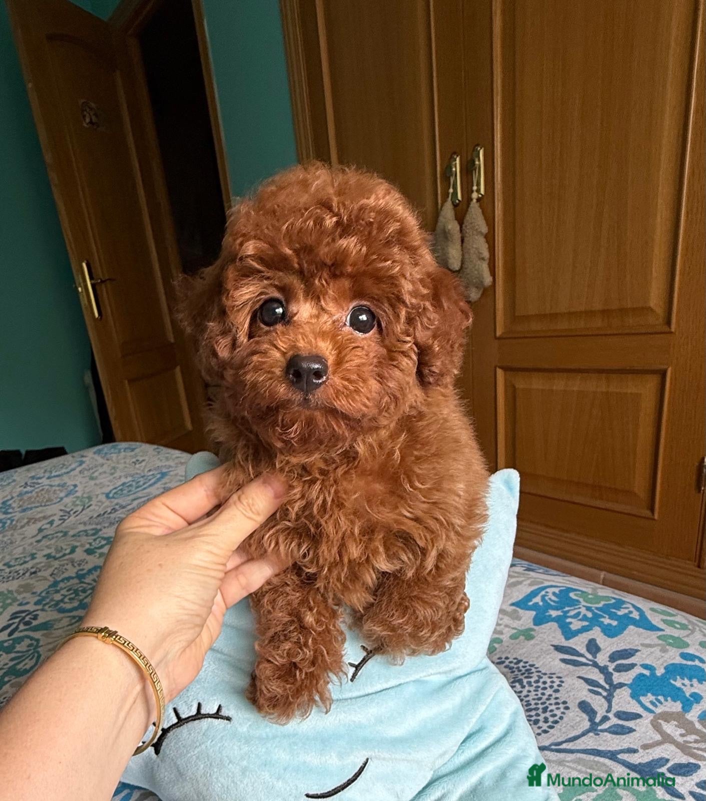 Caniche Toy perros Caniche toy Macho disponible !!! - Anuncio 1