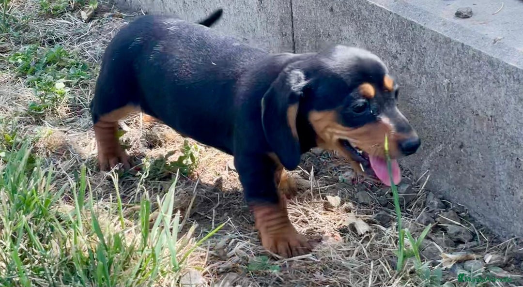 Teckel Miniatura perros en venta: Cachorros de teckel  - Imagen 3