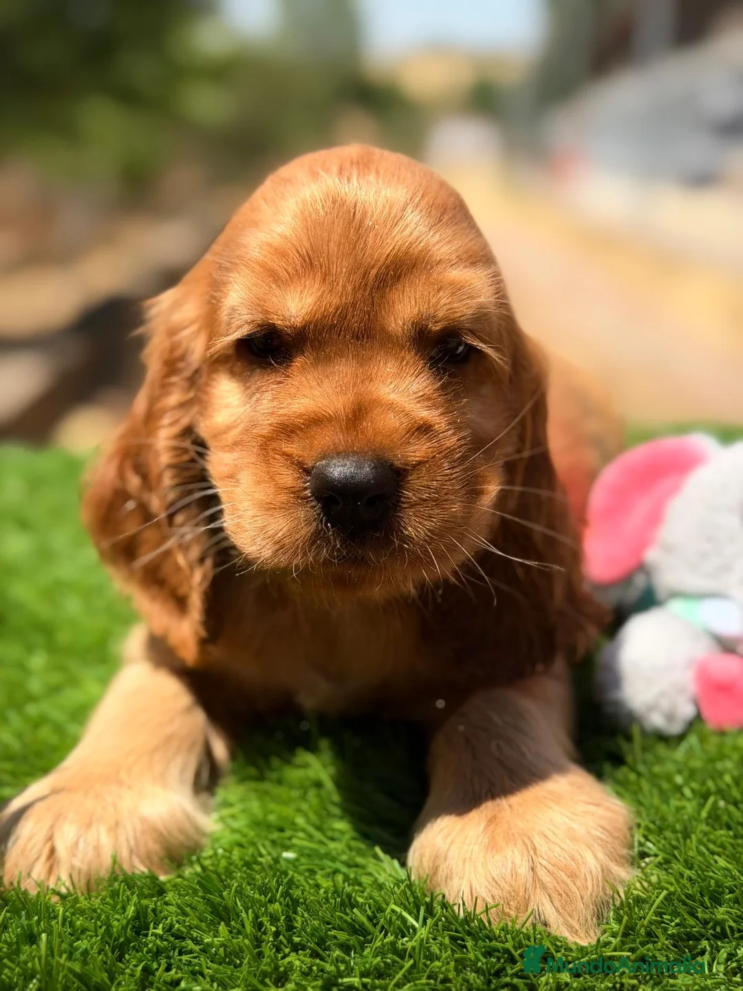 Cocker Spaniel Inglés perros en venta: COCKER INGLÉS NEGRO Y DORADO - Anuncio 5