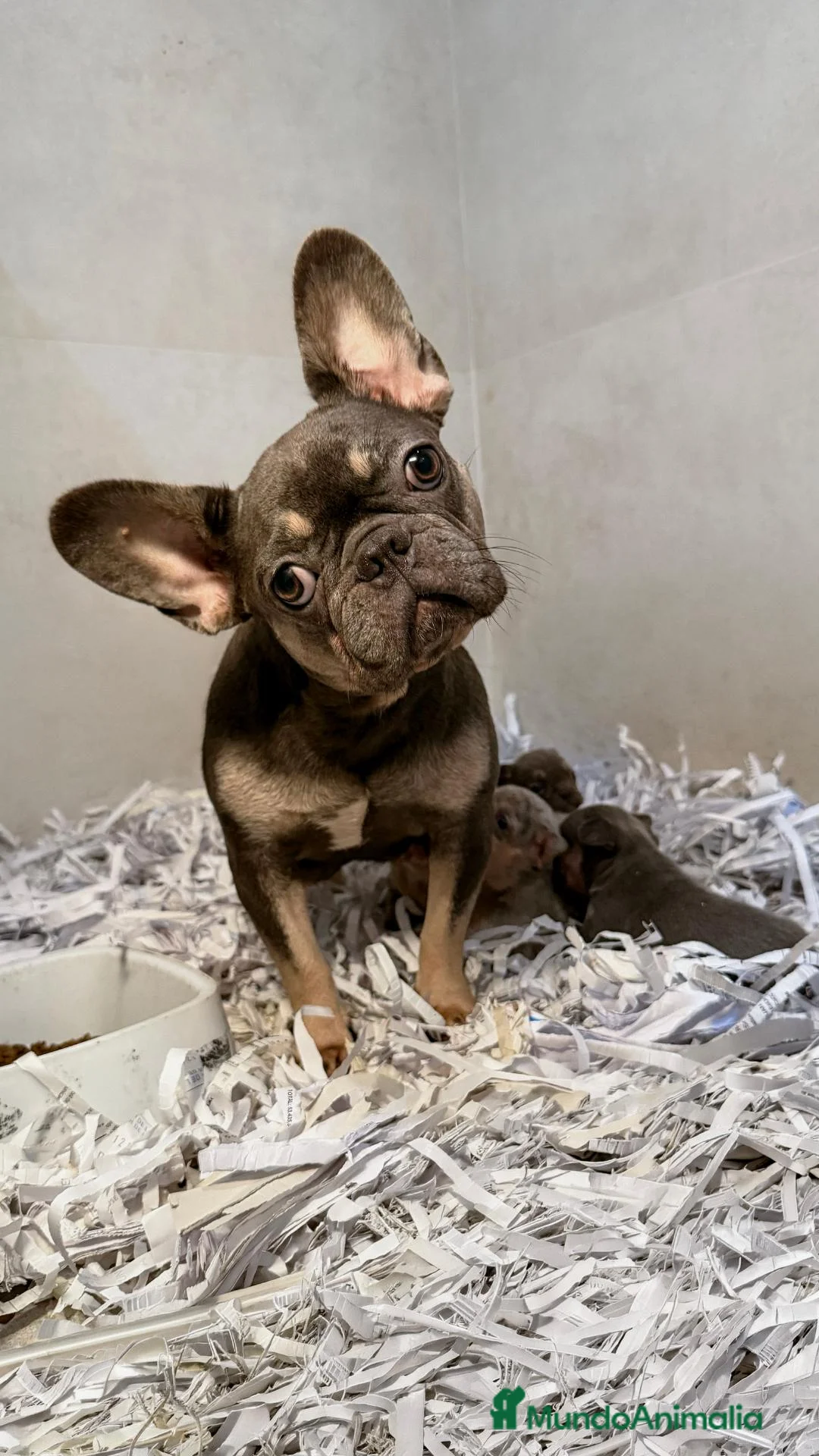 Bulldog Francés perros en venta: BULLDOG FRANCÉS MERLE 💖🐶 CAMADA - Anuncio 1