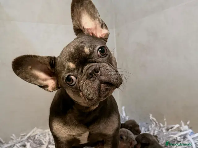 Bulldog Francés perros en venta: BULLDOG FRANCÉS MERLE 💖🐶 CAMADA - Anuncio 1