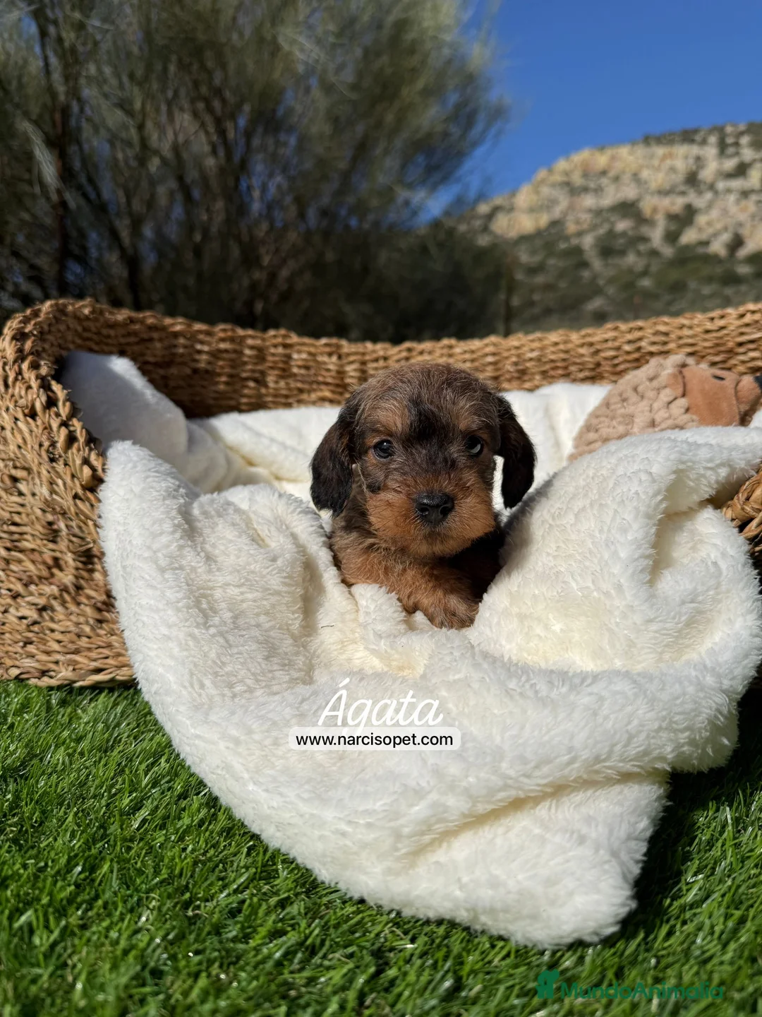 Teckel Miniatura perros en venta: TECKEL PELO DURO - Anuncio 3