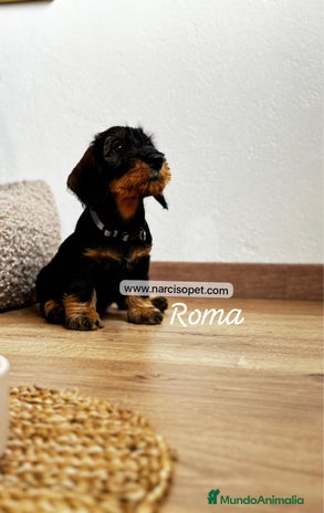 Teckel Miniatura perros - Anuncio 5