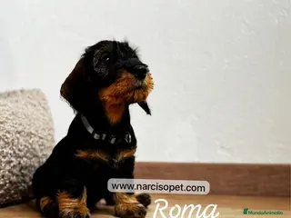 Teckel Miniatura perros TECKEL PELO DURO CON GARANTIAS - Anuncio 6