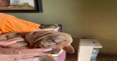 Teckel perros - Anuncio 2