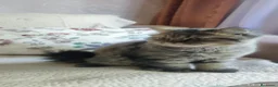 Persa gatos en venta: Gatos persa chinchilla silver  - Anuncio 2