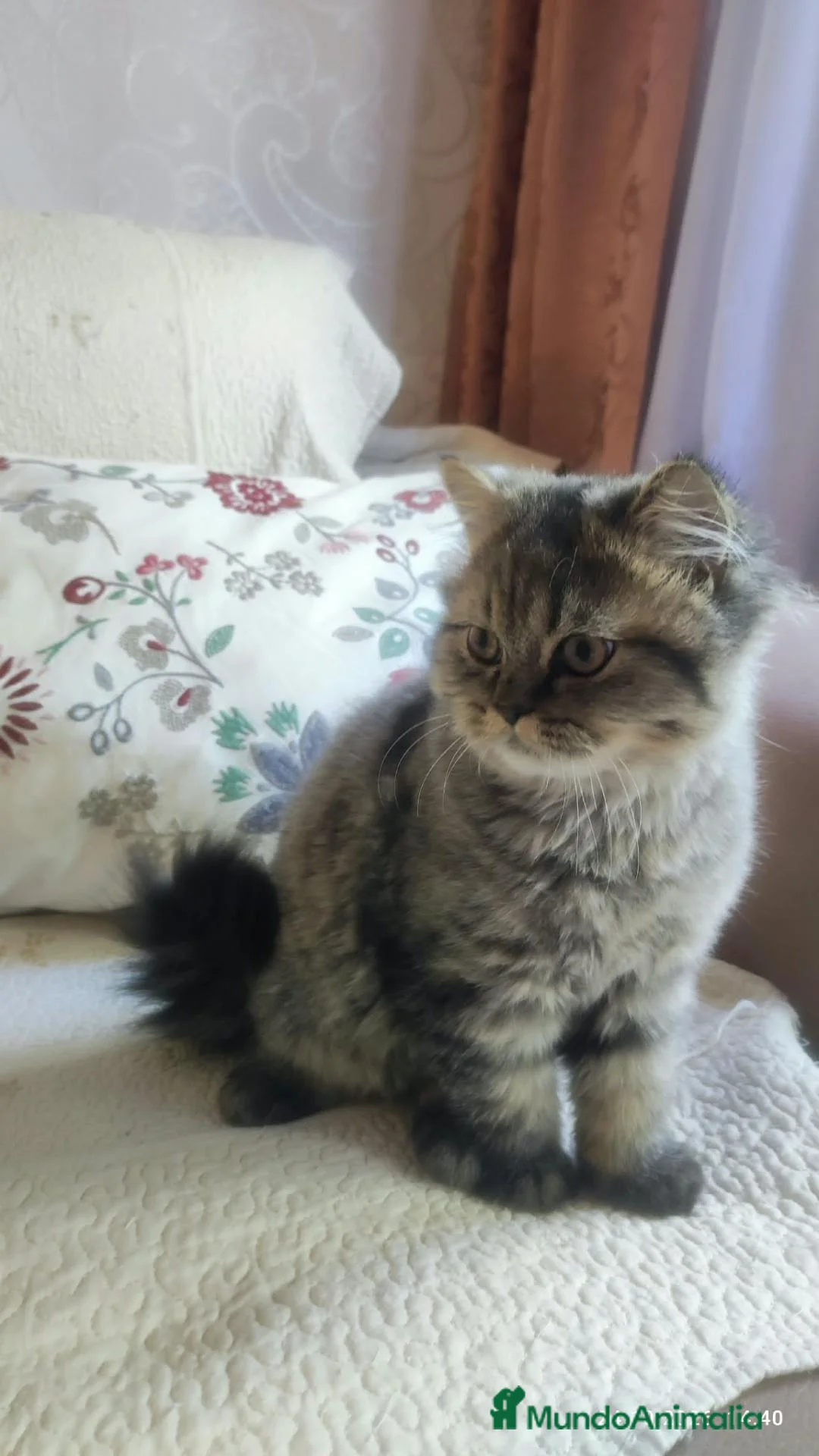 Persa gatos en venta: Gatos persa chinchilla silver  - Anuncio 2
