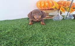 Teckel Miniatura perros en venta: TECKEL MINIATURA CHOCOLATE  - Imagen 1