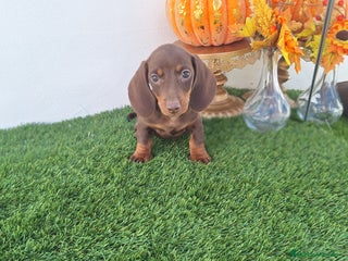 Teckel Miniatura perros - Anuncio 2