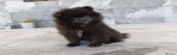 Pomerania perros en venta: Pomerania  - Anuncio 3