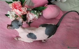Sphynx gatos en venta: Hembra sphynx elfo tacto terciopelo en Madrid - Imagen 6