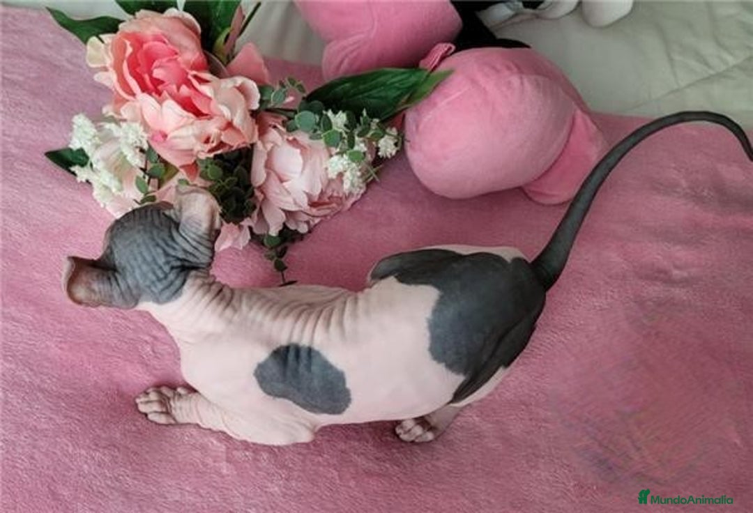 Sphynx gatos en venta: Hembra sphynx elfo tacto terciopelo en Madrid - Imagen 6