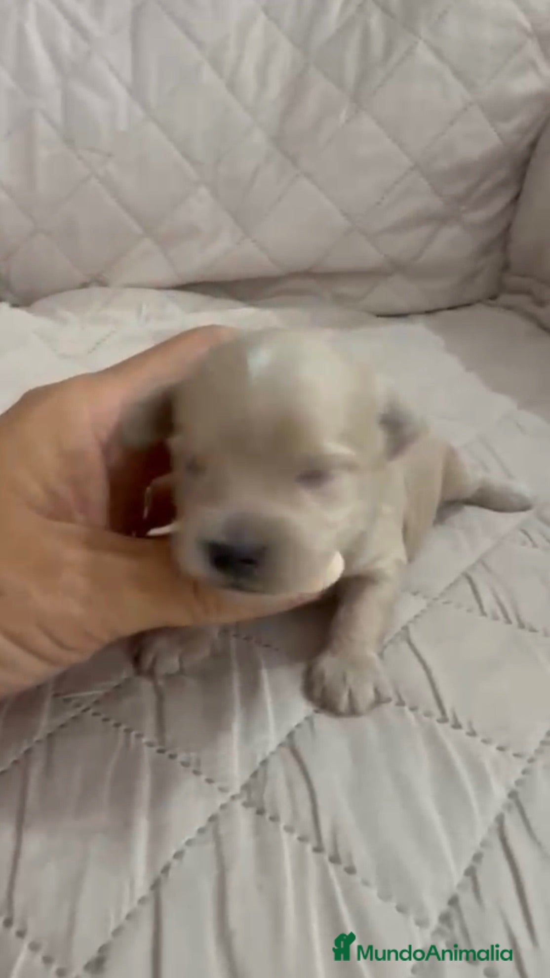 Maltipoo perros Maltipoo macho  - Anuncio 2