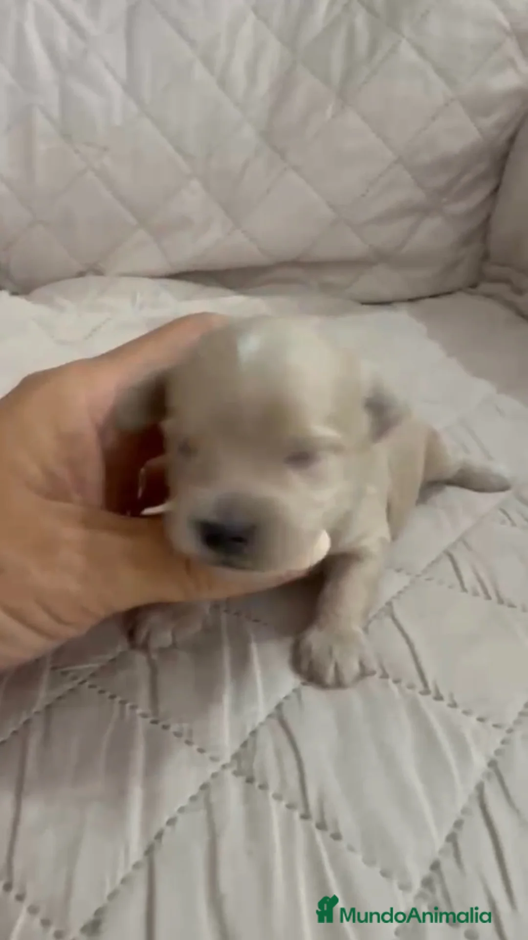 Maltipoo perros en venta: Maltipoo macho  - Anuncio 1