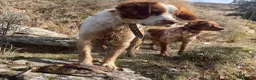 Épagneul Breton perros en venta: Epagneul breton - Anuncio 16
