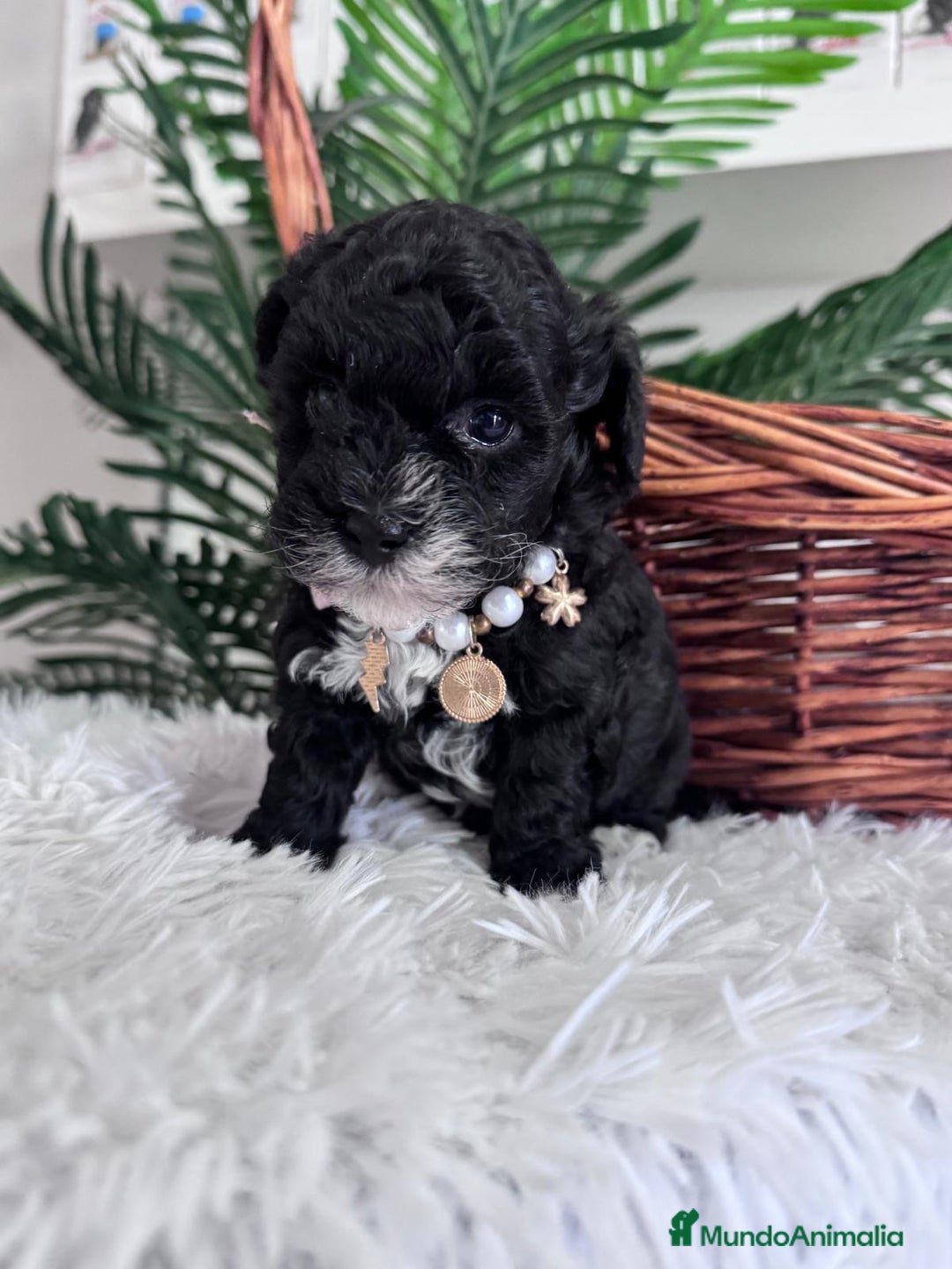 Caniche Toy perros en venta: CANICHE TOY HEMBRA - Anuncio 7