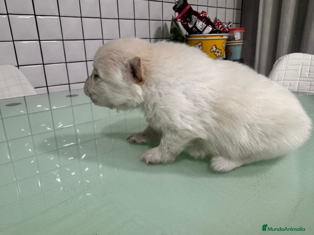 Pomerania perros en venta: Pomerania toy macho crema blanco  - Anuncio 2