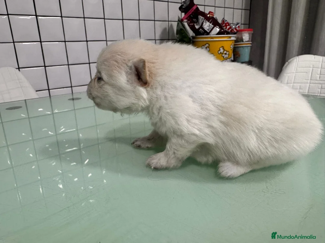 Pomerania perros en venta: Pomerania toy macho crema blanco  - Anuncio 2